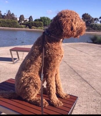 Curly coat type