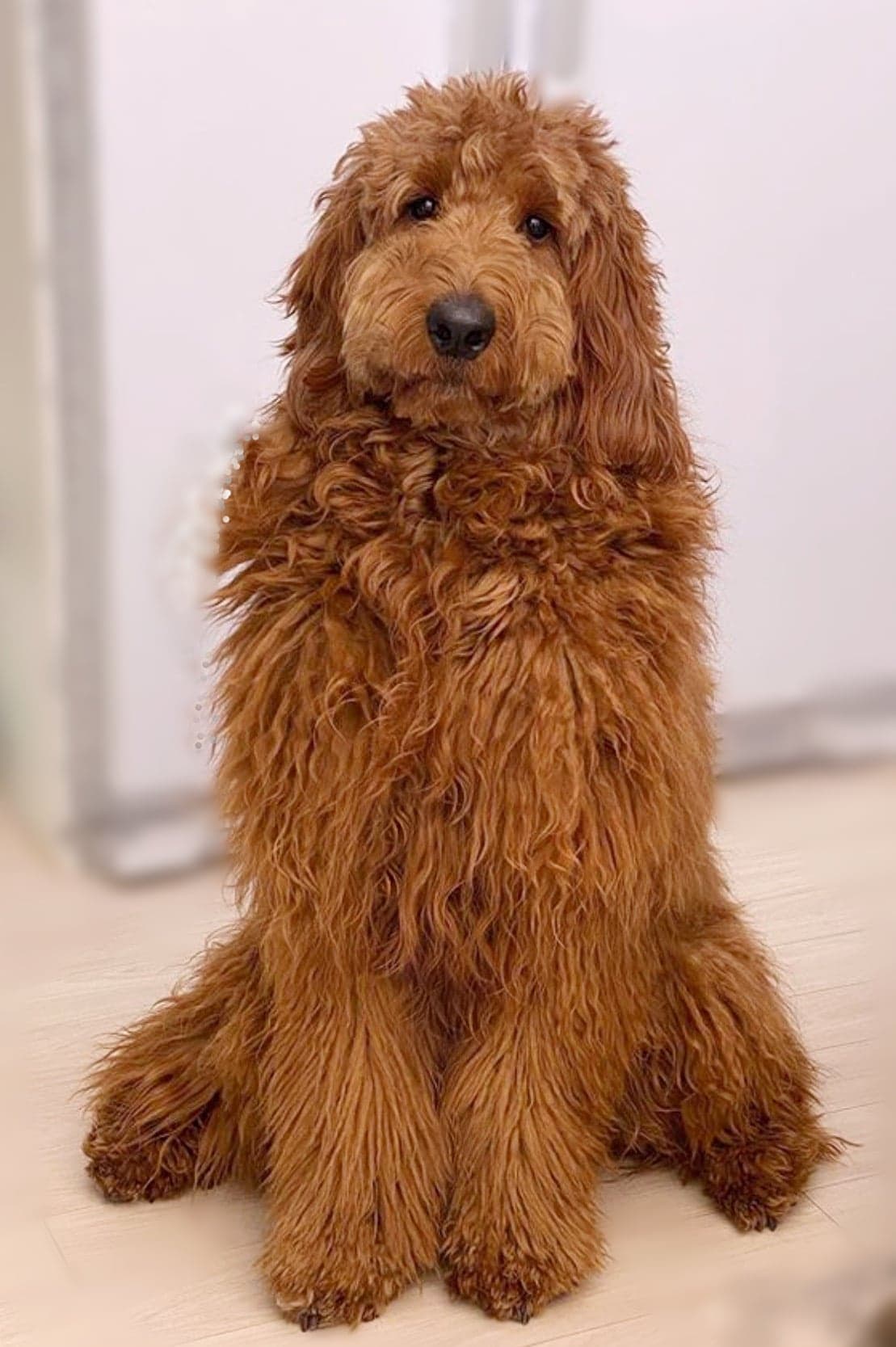 Australian Cobberdog