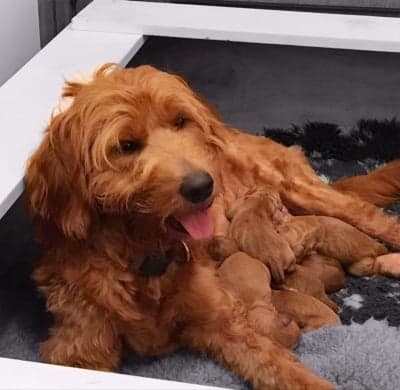 Australian Cobberdog litter