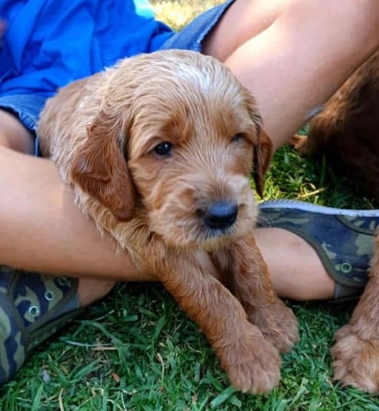 Sharchum Australian Cobberdog puppy