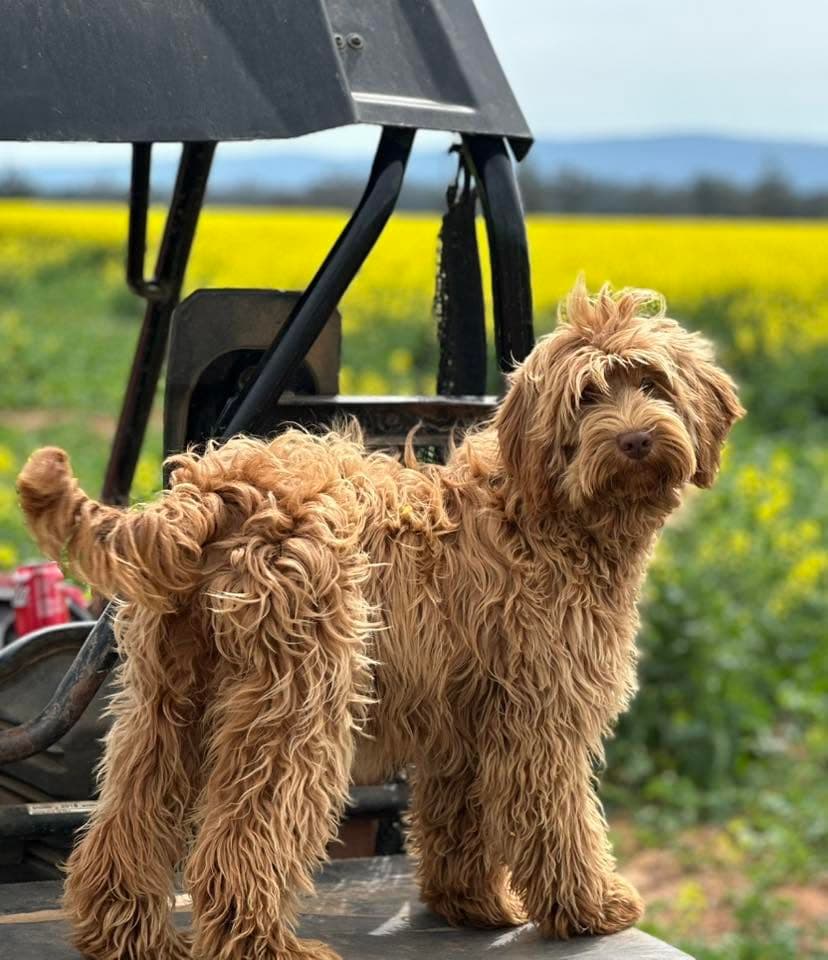 Sharchum Australian Cobberdog on the farm