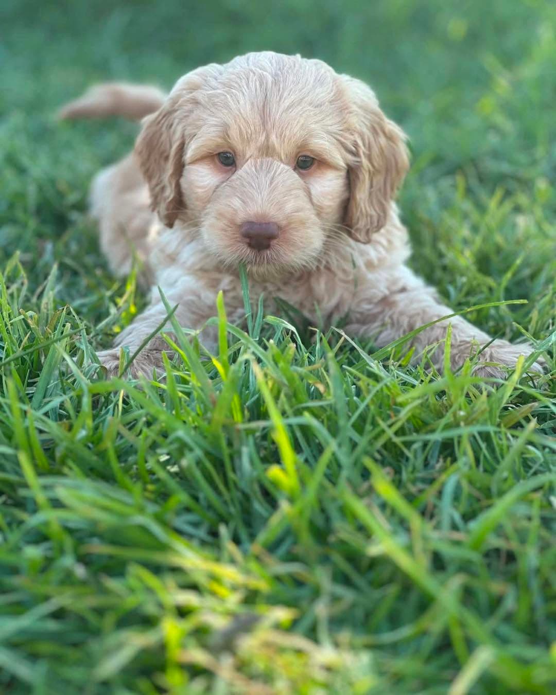 Sharchum Australian Cobberdog puppy
