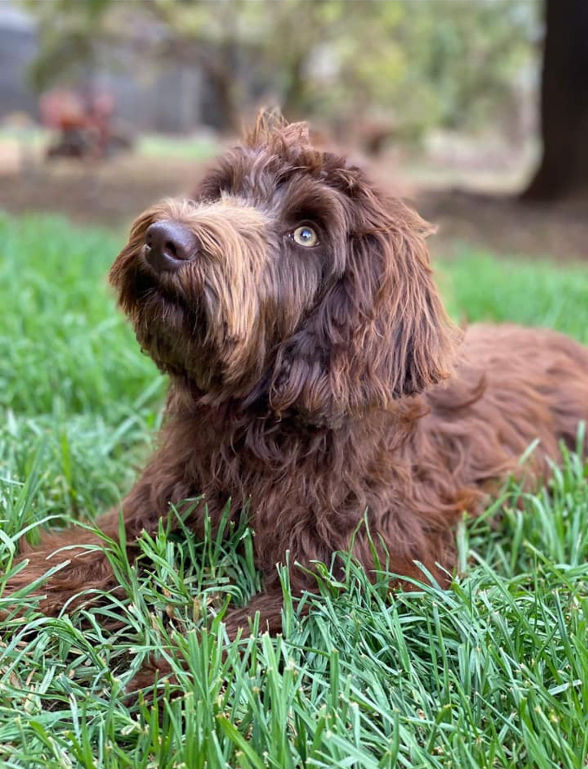Chocolate Australian Cobberdog