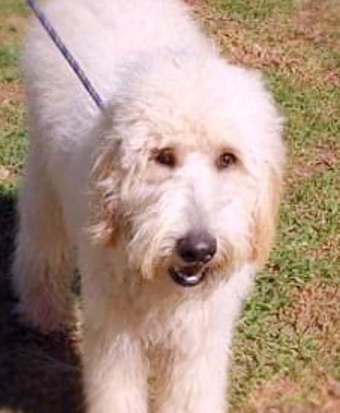 Cream / Blonde Australian Cobberdog