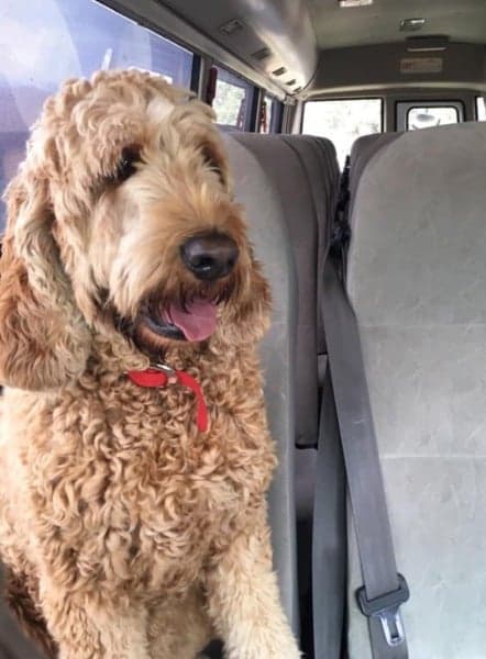 Golden Blonde / Light Red Australian Cobberdog