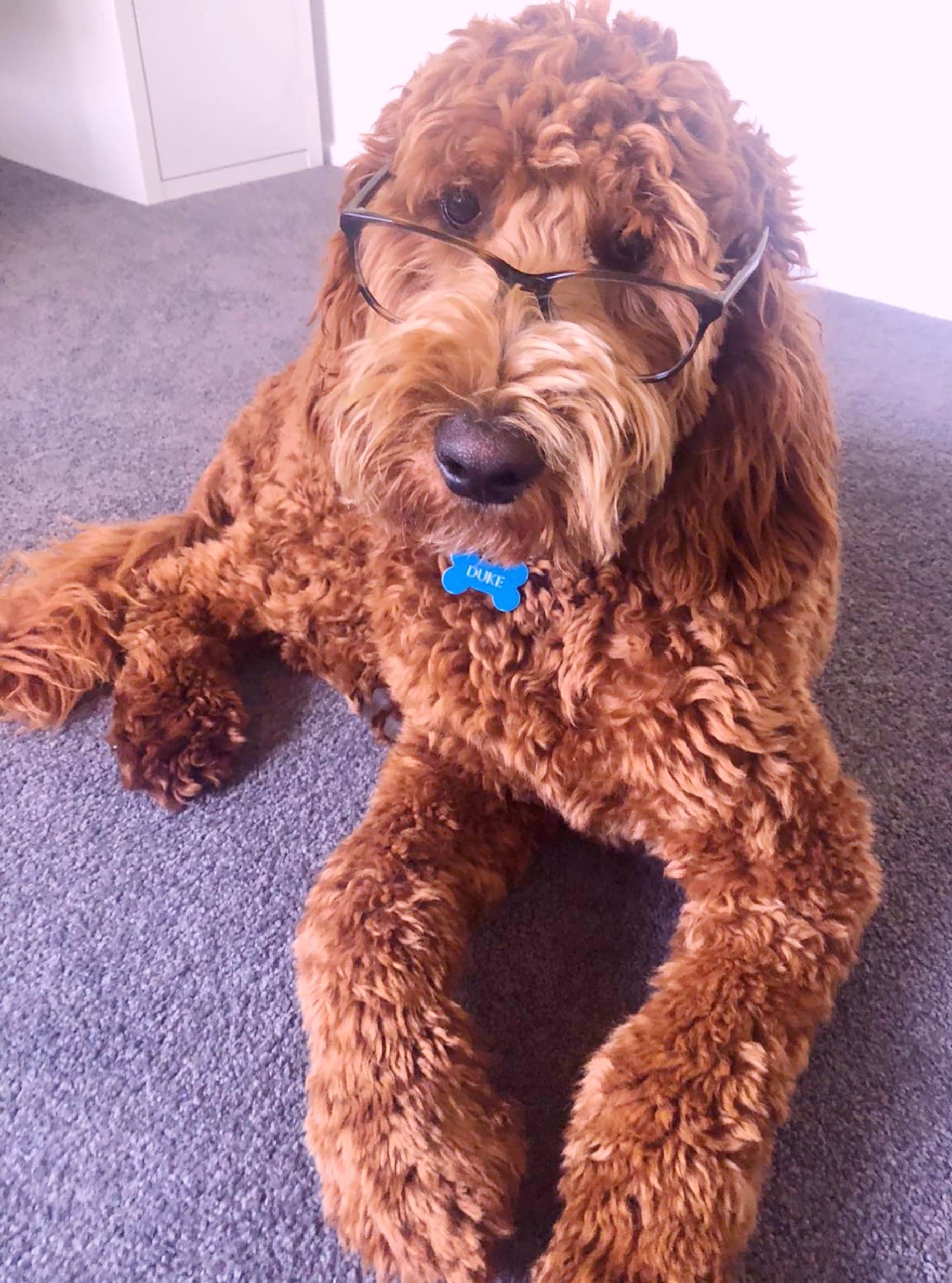 Red Australian Cobberdog