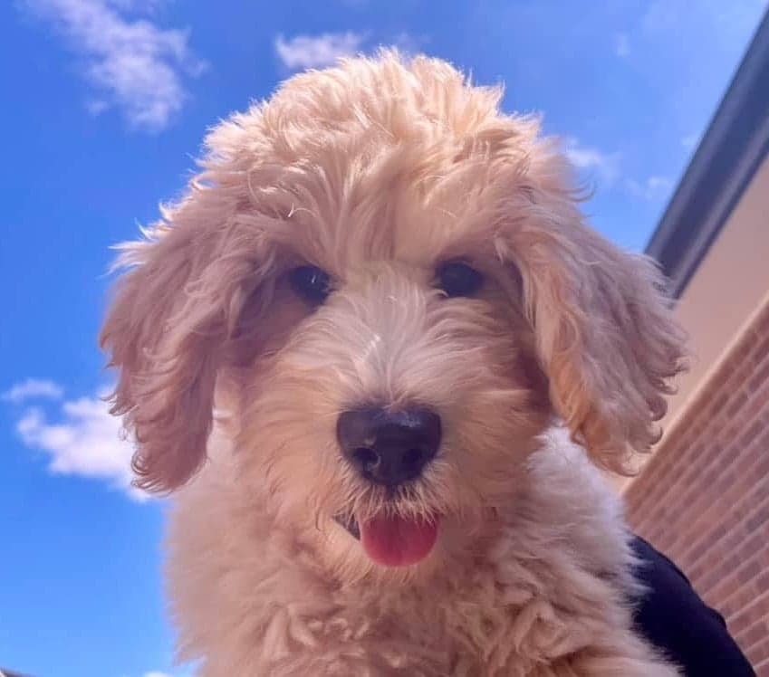 Sharchum puppy in the sunshine