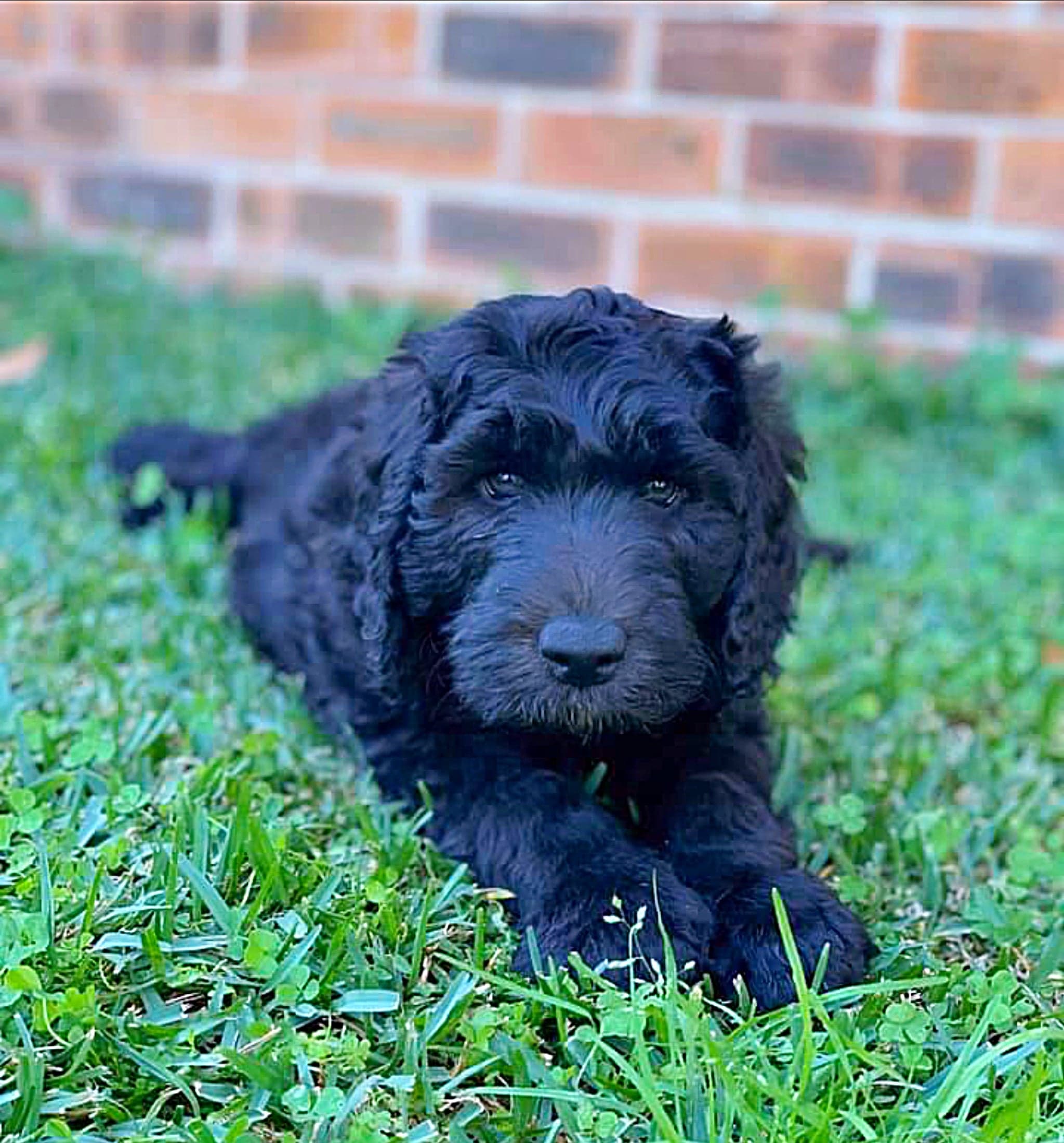 Contact Sharchum Australian Cobberdogs