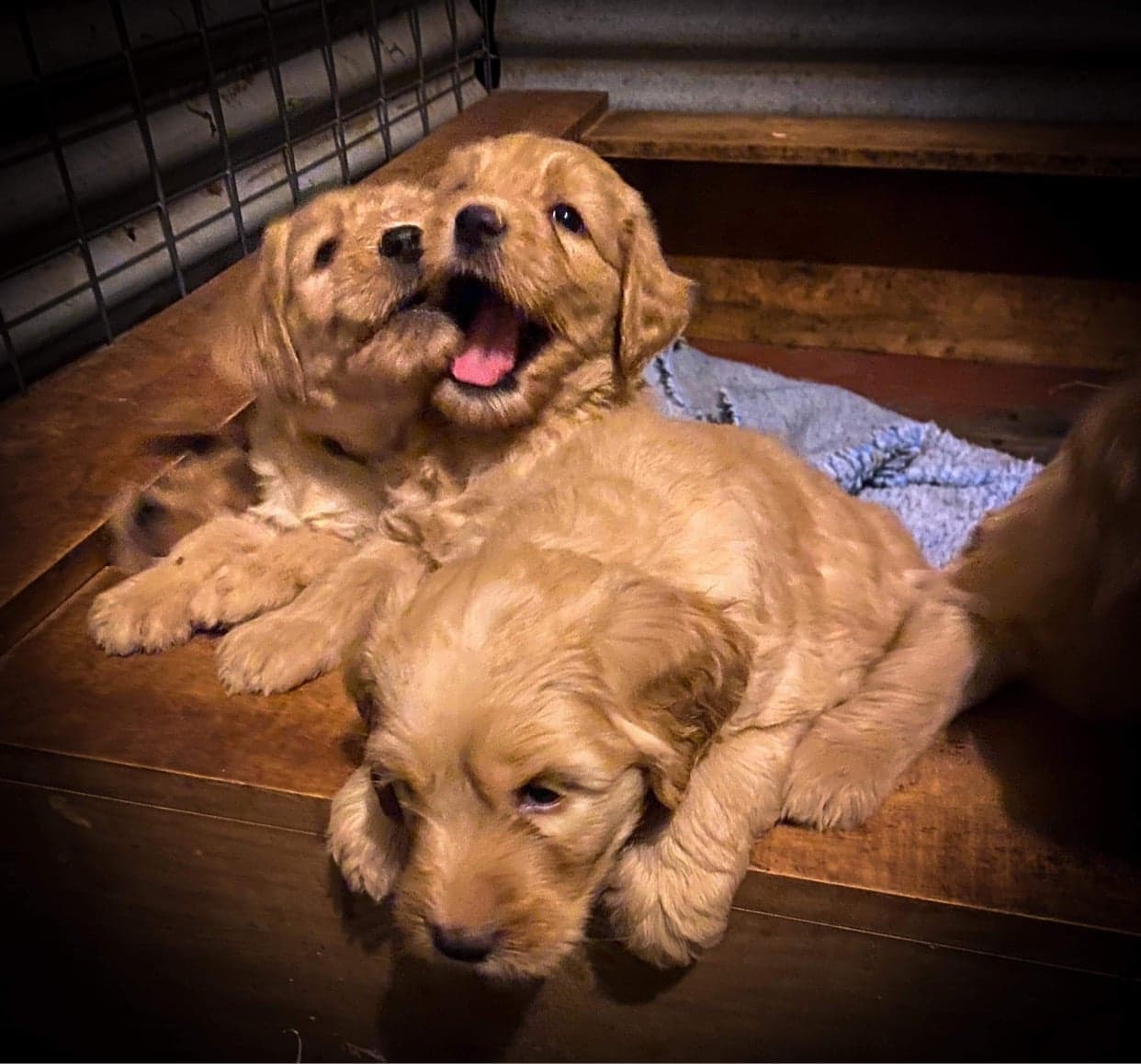 Sharchum Australian Cobberdog puppies