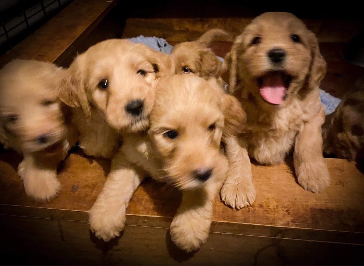 Sharchum Australian Cobberdog litter