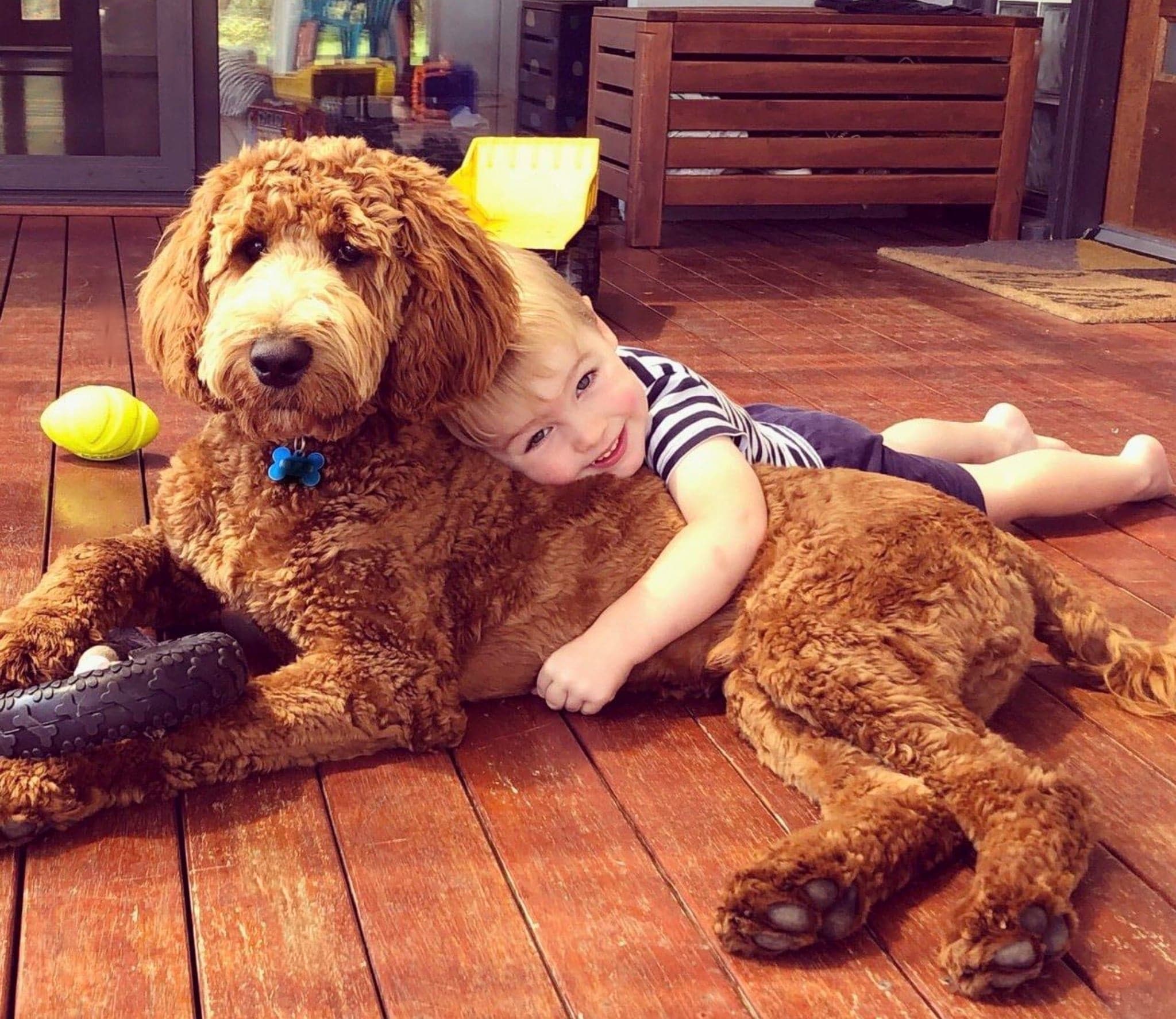 Australian Cobberdog with family