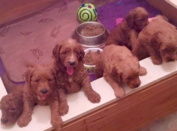 A new litter at Sharchum