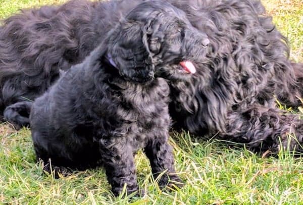 Mother and puppy Australian Cobberdog