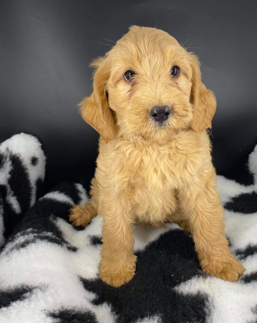 Sharchum Australian Cobberdog puppy