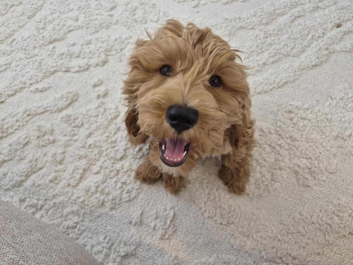 Sharchum Australian Cobberdog puppy