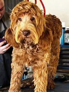 Paddy — Sharchum Paddy The Noble