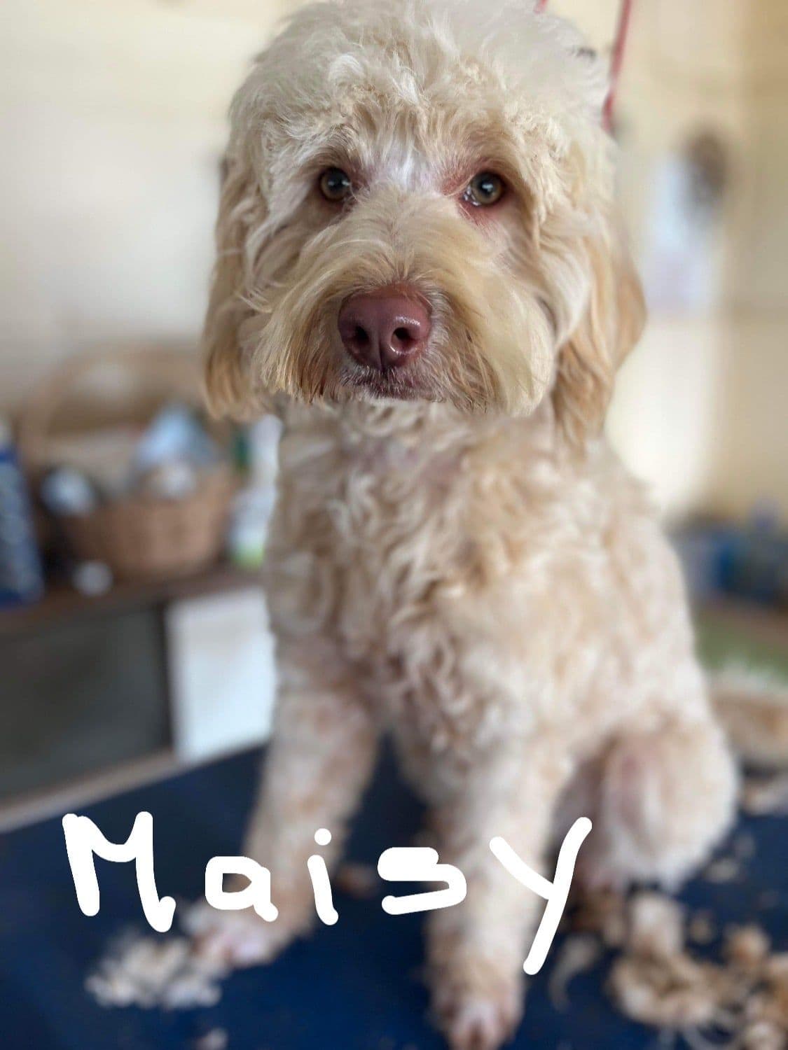 Maisy — Sharchum Dede's Maisy Daisy