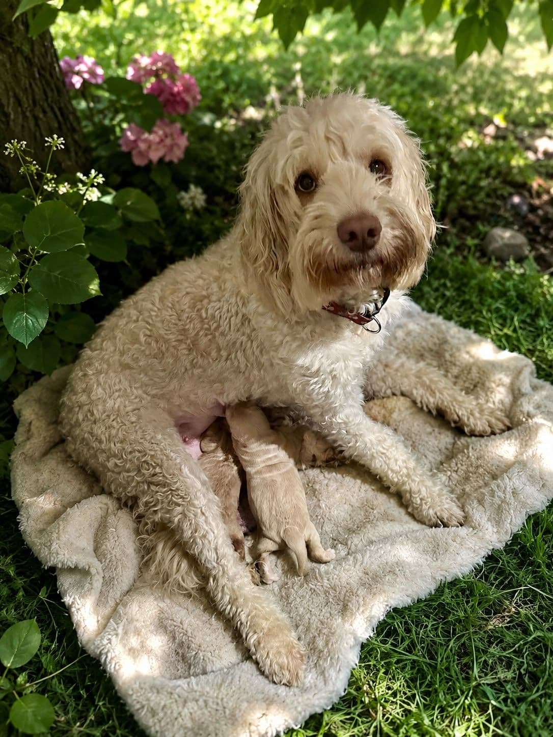Flossy — Sharchum Golden Fairy Floss