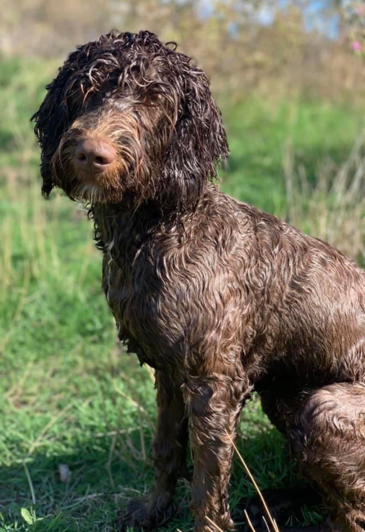 Duckie — Sharchum Brown Opal