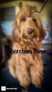 Mimi — Sharchum Mimi