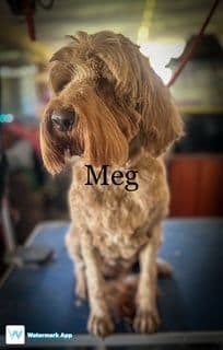 Megs — Ridgy Didge Megs