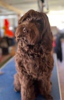 Blinky — Sharchum Tiny Dancer