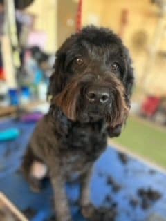 Zoey — Sharchum Zoey